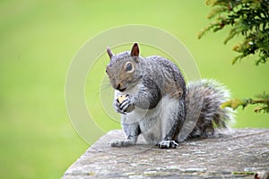 Eastern Grey Squirrel