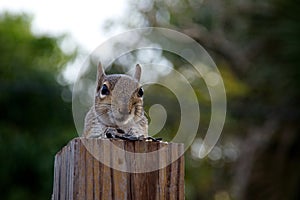 Eastern grey squirrel looking at viewer