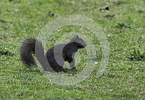 Eastern Grey Squirrel with melanism