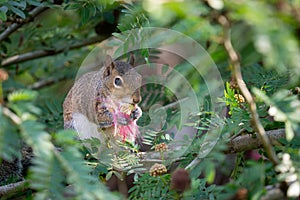 Eastern Grey Squirrel Munches on Mimosa Blossom, Winter Park, Florida