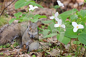 Eastern Grey Squirrel near white Trillium flowers