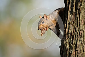 Eastern Grey Squirrel With Pinecone