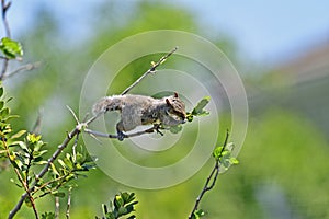 Eastern Grey Squirrel reaching out for lunch