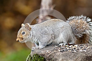 Eastern Grey Squirrel Ready To Jump (Sciurus Carolinensis)