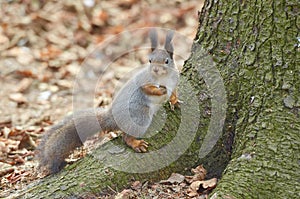 Eastern Grey Squirrel Sciruus carolinensis