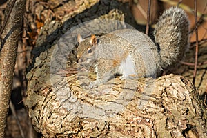 Eastern Grey Squirrel - Sciurus carolinensis