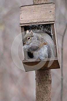 Eastern Grey Squirrel - Sciurus carolinensis