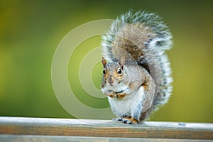 Eastern Grey Squirrel