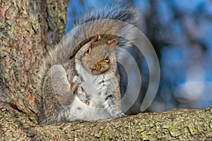 Eastern Grey Squirrel - Sciurus carolinensis