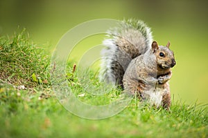 Eastern Grey Squirrel