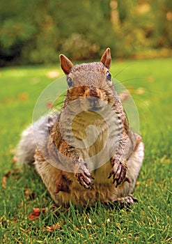 Eastern Grey Squirrel (Sciurus carolinensis)