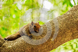 Eastern Grey Squirrel