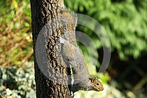 Eastern grey squirrel (Sciurus carolinensis) on Cornish Palm (Cordyline Australis)