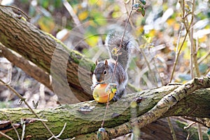 Eastern Grey Squirrel or Sciurus carolinensis eating an apple in a tree