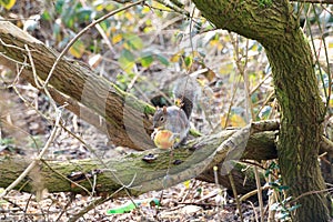 Eastern Grey Squirrel or Sciurus carolinensis eating an apple in a tree