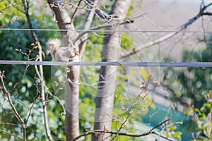 Eastern Grey Squirrel (Sciurus carolinensis)