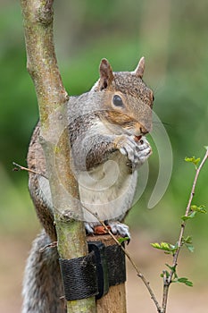 Eastern grey squirrel sciurus carolinensis portrait