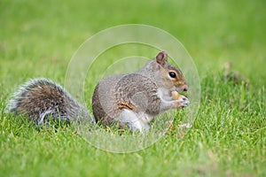 Eastern grey squirrel sciurus carolinensis portrait