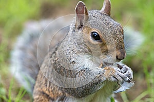 Eastern grey squirrel sciurus carolinensis portrait