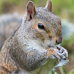 Eastern grey squirrel sciurus carolinensis portrait