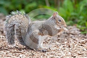 Eastern grey squirrel sciurus carolinensis portrait