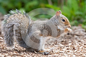 Eastern grey squirrel sciurus carolinensis portrait