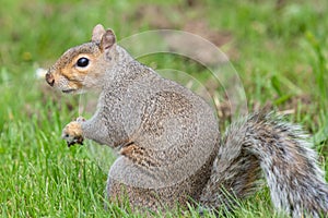 Eastern grey squirrel sciurus carolinensis portrait
