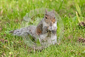 Eastern grey squirrel sciurus carolinensis portrait