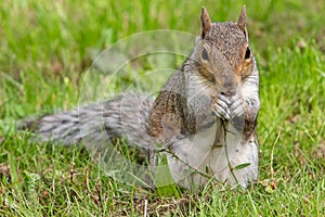 Eastern grey squirrel sciurus carolinensis portrait