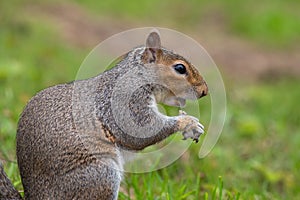 Eastern grey squirrel sciurus carolinensis portrait