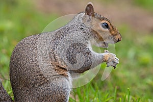 Eastern grey squirrel sciurus carolinensis portrait