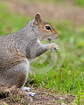 Eastern grey squirrel sciurus carolinensis portrait