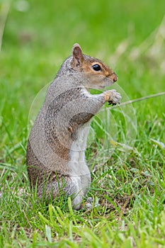 Eastern grey squirrel sciurus carolinensis portrait