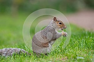 Eastern grey squirrel sciurus carolinensis portrait