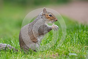 Eastern grey squirrel sciurus carolinensis portrait