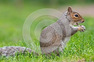 Eastern grey squirrel sciurus carolinensis portrait