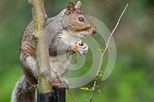 Eastern grey squirrel sciurus carolinensis portrait