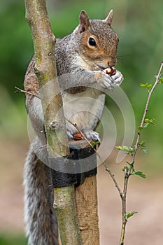 Eastern grey squirrel sciurus carolinensis portrait