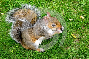 Eastern Grey Squirrel (Sciurus carolinensis) St James Park London eating a piece of apple