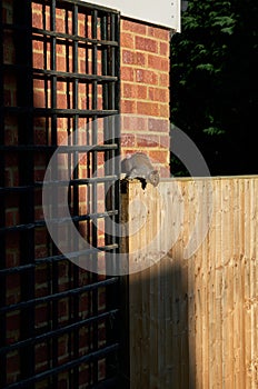 Eastern grey squirrel (Sciurus carolinensis) on sunlit garden fence.