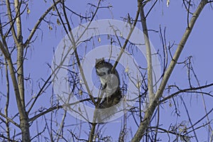 Eastern Grey Squirrel