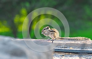 Eastern grey squirrel