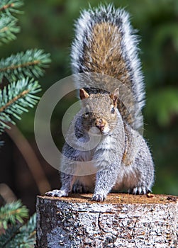 Eastern Grey Squirrel on Tree Stump