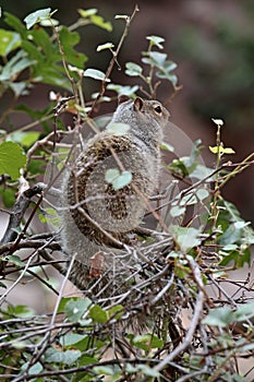 Eastern grey squirrel, Zion National Park, Utah, USA