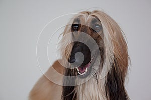 Eastern greyhound or persian greyhound close up. Afghan hound isolated on gray background.