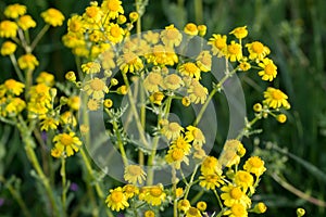 eastern groundsel, Senecio vernalis yellow flowers closeup selective focus