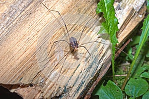 Eastern Harvestman Leiobunum vittatum