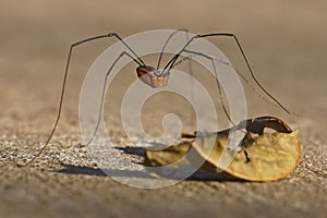 Eastern harvestman spider