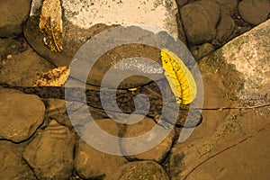 Eastern Hellbender