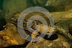 Eastern Hellbender